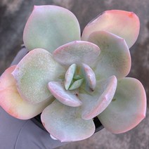 [다육이아지트]백봉