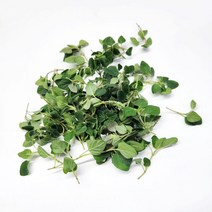 야채24닷컴 오레가노 허브 생잎 1팩 10g, 1개