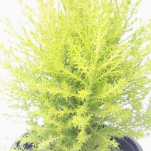 율마(중) 실내공기정화식물 공기청정식물 율마키우기 율마 율마물주기 백량금 집에서키우는식물 집에서키우기쉬운식물;joo:na, ※­선택:상품선택▣