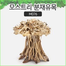 SM 프리미엄 베트남 분재유목 [M076]