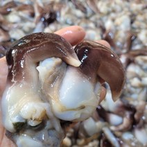남해 손질 새조개 실중량 1kg내외 (원물 5kg) 60-80미
