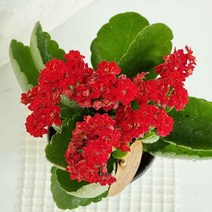 카랑코에 키우기 카랑코 칼란디바 도매화원 랜덤발송, 단품