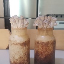 2개묶음 무농약 느타리버섯 배지 재배 키우기 먹는법