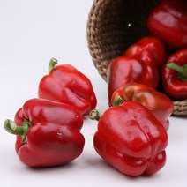 빨간 파프리카 1kg 팔팔마켓 국산 빨강 못난이 홍파