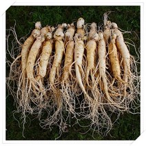 원수삼소1채 수삼 홍삼용 정과용, 세척수삼