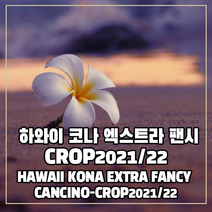 (커피생두) 95 하와이 코나 엑스트라 팬시 500g, 1개