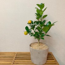 황금빛 열매가 예쁜 유주나무, 1개