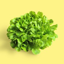 단품 당일수확 연중생산 쌈채소 유럽 샐러드 채소 멀티버터헤드 멀티버터헤드 데카르트 250g