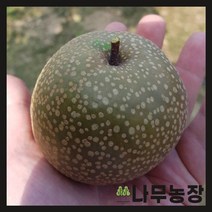 (나무농장) 접목왕돌배 접목1년 묘목