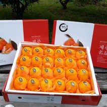 [제주산지직송] 카라향 5kg(18~25수 로얄과 선물용) 달콤한 맛과 텐션을 팍팍 올려주는 상큼함 1년에 딱 4주만 출하 품격있는 과일선물세트 박스무게포함, 2박스