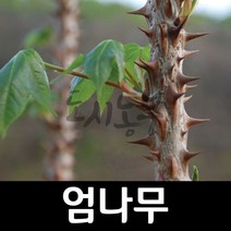 엄나무/음나무/엄나무묘목/음나무묘목/도시농부