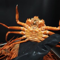 포항 구룡포 연지 홍게 박달 대게 수율 시세 자숙 영덕 주문진 3kg, 연지-A급5kg(15~18마리), 1개