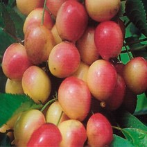 체리나무/브리싱골드/접목1년(3주묶음)/묘목/kk1554