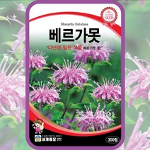 베르가못씨앗 벨가못 꽃 씨앗 300립 모나르다 버가못 베르가못 다년생 monarda, 단품