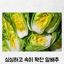 강원도 고랭지 해남 국산 국내산 고소한 속이 노란 겉절이용 김장용 알배추 1통 작은 통배추 알배기 배추 봄동 생배추