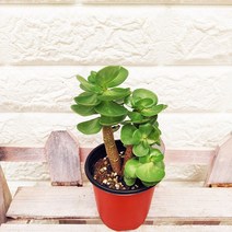 [하늘꽃농원] 녹비단 은행목 재물운을 가져다준다는 다육이