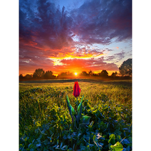 votgl 주얼리 십자수 DIY 세트 블랙 메탈 프레임 풍경 동물 꽃 인물 40x50cm, 01 석양. 낙조.