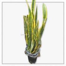 산세베리아(대품) 실내공기정화식물 집들이선물, 단품