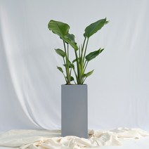 보거스플라워 실내공기정화식물 거실화분 중형 대형 화분 모음전_중형10종_대형9종_금전수 아레카야자 떡갈고무나무 인도고무나무 등, 1개, 여인초(중형)+그레이