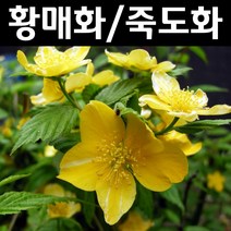 황매화/죽도화 나무 묘목 키1.2m 5개/정원/공원/조경수