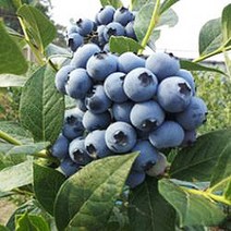 묘목/[블루베리] 레카 (7치포트) 조생종 W117