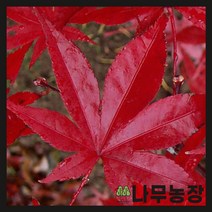(나무농장) 단풍나무 사계접목홍단풍 R3 내외 분