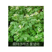 샐러드용허브 씨앗] 워터크레스 물냉이 0.1g(약60립)