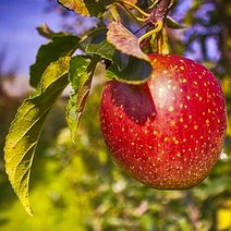 [ 13브릭스 ] 과수원에서 바로 딴 고당도 꿀 사과 당도보장 농장직송 당일주문 당일발송, 01.사과 가정용흠과 / 소과(꼬마과) 1kg