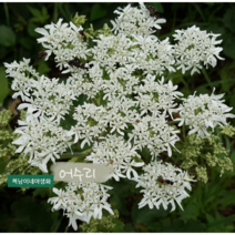 어수리 [3포트](복남이네 야생화 모종 왕삼 개독활 반그늘 허브) 식용가능 약용작물