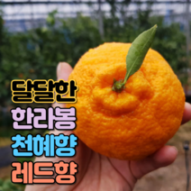 [특가] 제주 산지직송 레드향 한라봉 천혜향 선물용 명절 설날 추석 선물 세트, 27. 한라봉 중과 3kg