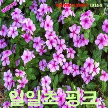 팝플라워 일일초 핑크 씨앗 10립, 1개