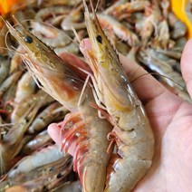 [산지직송] 신진도 조업 자연산 대하 2kg, 자연산 대하 (숫 80%) 2kg, 1개