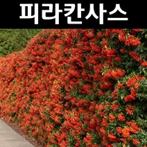 피라칸사스/피라칸타 나무 묘목 키80cm~1m 5개/정원/공원/조경수