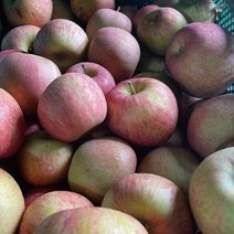 주스용 가공용 조리용 사과 5kg 10kg ( 반품x ) 가정용 못난이 경북 사과, 주스,가공,조리용(꼬마-소과 사이즈) 5kg