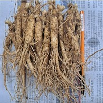 2년근 묘삼 1차(750g) 150~200종 수경 or 토경 재배용 새싹쌈 새싹용 모종 수경재배 인삼키우기 무농약인증 새싹인삼