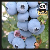 (나무판다) 블루베리 나무 묘목 스위트하트 6치포트