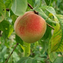 리서스원예 복숭아나무 경봉 백도 복숭아 묘목 나무 결실주, 백도 결실주