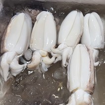 [수다모아]국내산 손질 갑오징어 (중)1kg 5미내외, 3kg