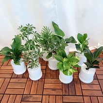 데일리가든 실내 공기정화식물 소형 화분 키우기 스킨답서스 고무나무 스파트필름 야자수 외, 천냥금, 독일 토분