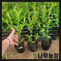 (나무농장) 블루베리나무 2년생포트 ( 챈들러 ) ( 2주묶음 )
