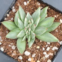 꽃다리 라온마리아금철화 66 다육식물 다육철화 아이만배송