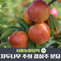 서울농원묘목/자두나무 묘목 추희/포모샤 3년생 결실주 분묘 여름과일, 추희 3년 결실주, 1개