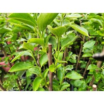 감나무 둥시감나무 2년생 화분묘, 1개