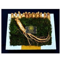 한국인삼유통공사 6년근수삼 효능 12뿌리 담금주만들기 장인어른생신선물 금산인삼 튀김