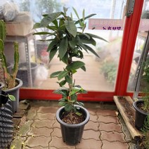 34900 비파나무 과실수 대품 70~100cm, 1개