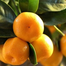 [특등급] 출고 감귤1KG 밀감 귤 제주밀감 제주귤 귤 감귤 제주감귤체험 타이벡감귤, 1KG