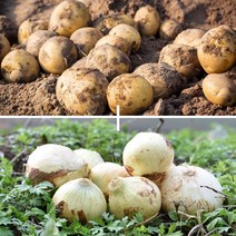 [팔도농장] 수미감자/무안 양파 골라담기, 양파(대)3kg