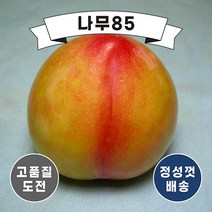 (나무85) 자두나무 묘목 5종 시리즈, 9. 대왕자두 R4