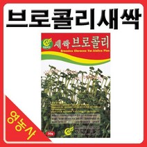새싹브로콜리씨앗- 브로콜리싹 브로콜리씨앗 새싹채소 새싹씨앗 학습용 실험용 사계절 재배가능, 새싹겨자