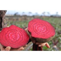 제주 레드 비트 3kg 5kg 10kg, 일반상품[300~700g]3kg